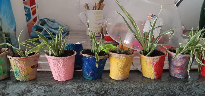 Picture of row of spider plants grown by children at Starting Point PreSchool Carrigaline